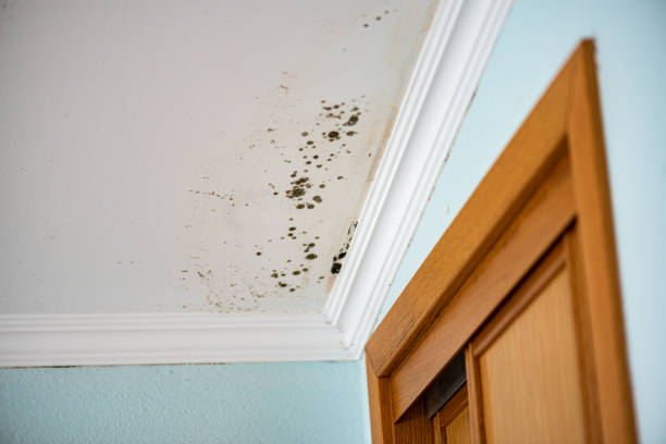 Crawl Space Mold Removal in Dogtown, CA