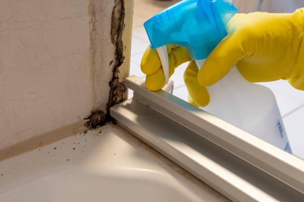 Best Mold Cleaning Services  in Dogtown, CA