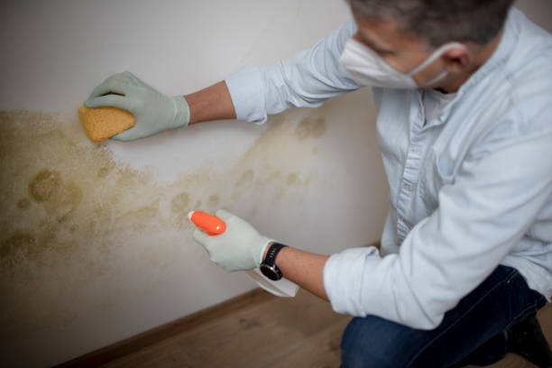 Best Commercial Mold Removal  in Dogtown, CA