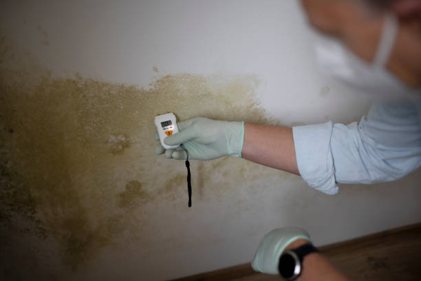 Best Crawl Space Mold Removal  in Dogtown, CA