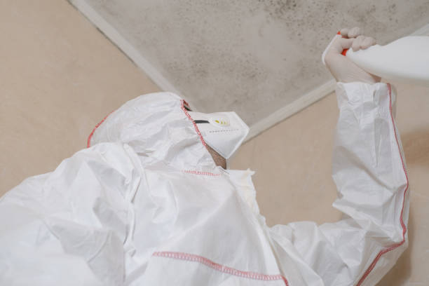 Best Same-Day Mold Removal  in Dogtown, CA
