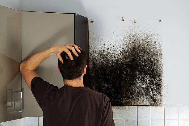 Best Emergency Mold Removal  in Dogtown, CA