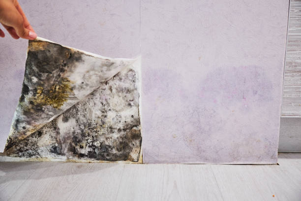 Best Local Mold Removal Service  in Dogtown, CA